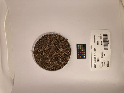SEED
